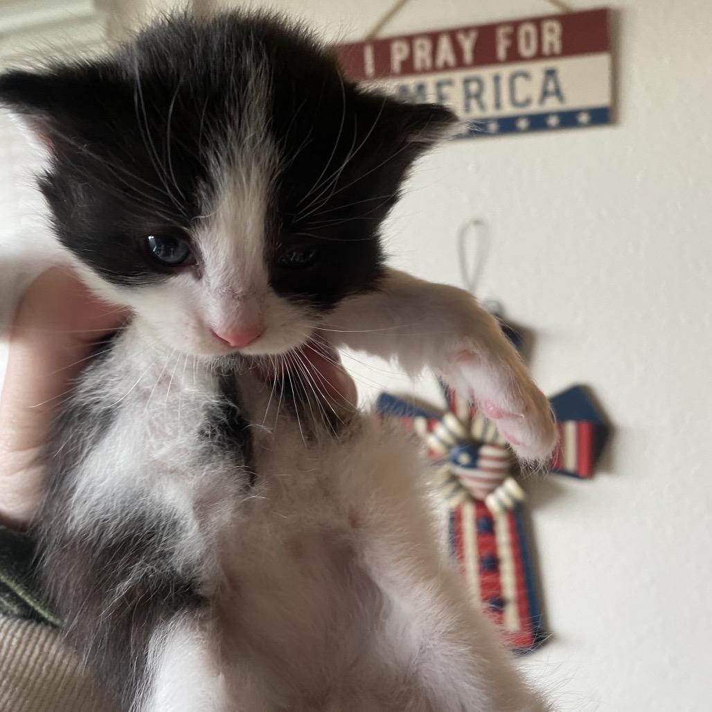 Magpie, Adoptable, Kitten Female American Shorthair.