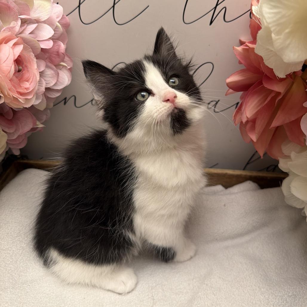 Magpie, a Adoptable American Shorthair in Newberg, OR image 2/2