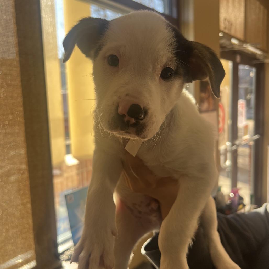 Korvo, Adoptable, Puppy Male Pit Bull Terrier.