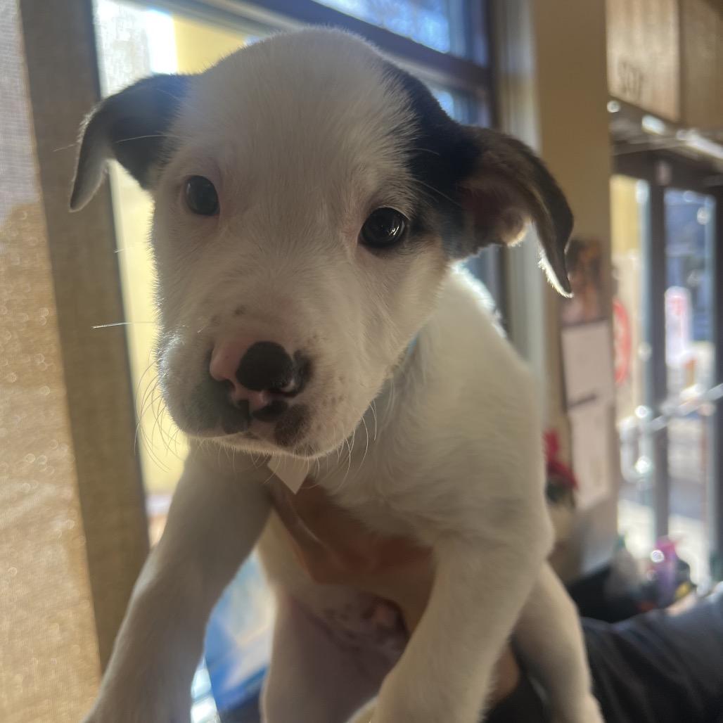 Enlarge Korvo, a Adoptable mixed breed in Fort Collins, CO image 2/6