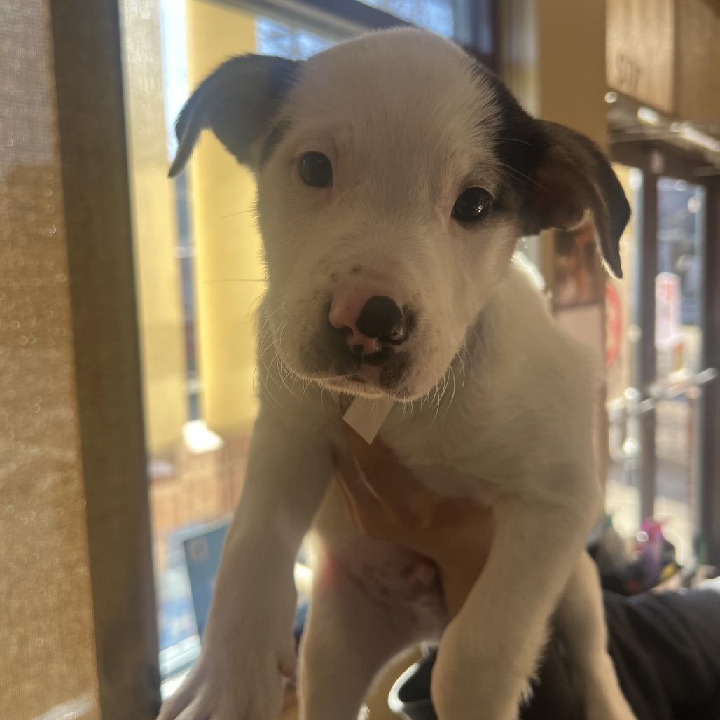 Enlarge Korvo, a Adoptable mixed breed in Fort Collins, CO image 3/6