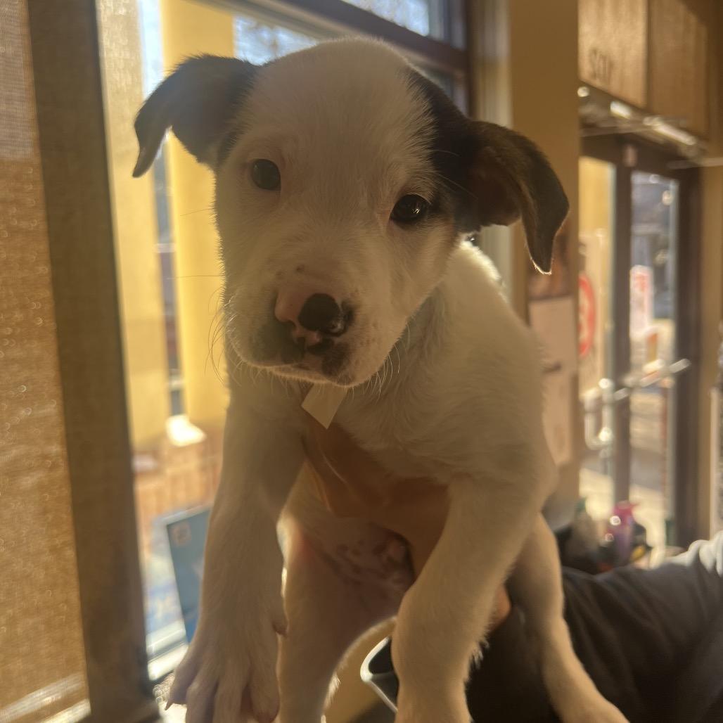 Enlarge Korvo, a Adoptable mixed breed in Fort Collins, CO image 4/6