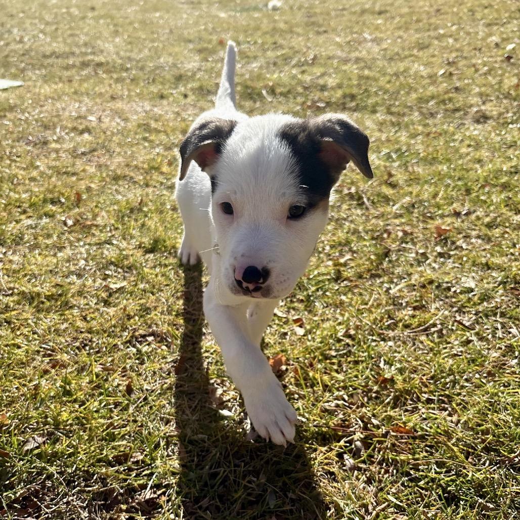 Enlarge Korvo, a Adoptable mixed breed in Fort Collins, CO image 5/6