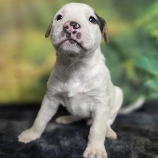 Enlarge Korvo, a Adoptable mixed breed in Fort Collins, CO image 6/6