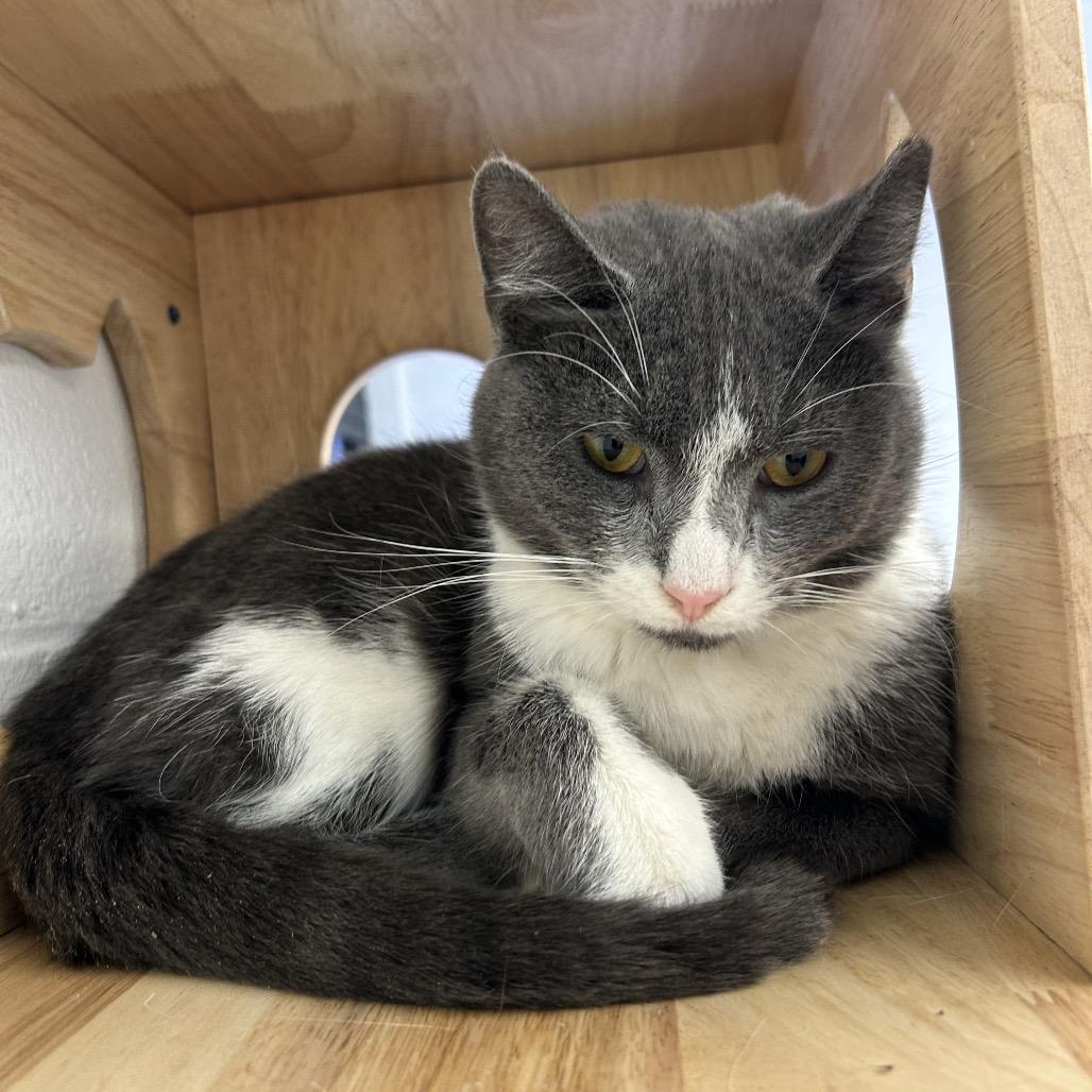 Greg, Adoptable, Young Male Domestic Short Hair.