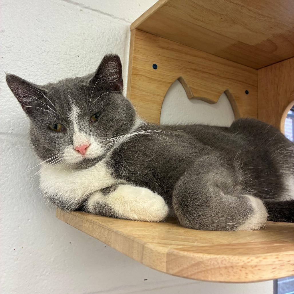 Enlarge Greg, a Adoptable Domestic Short Hair in Dayton, OH image 2/6