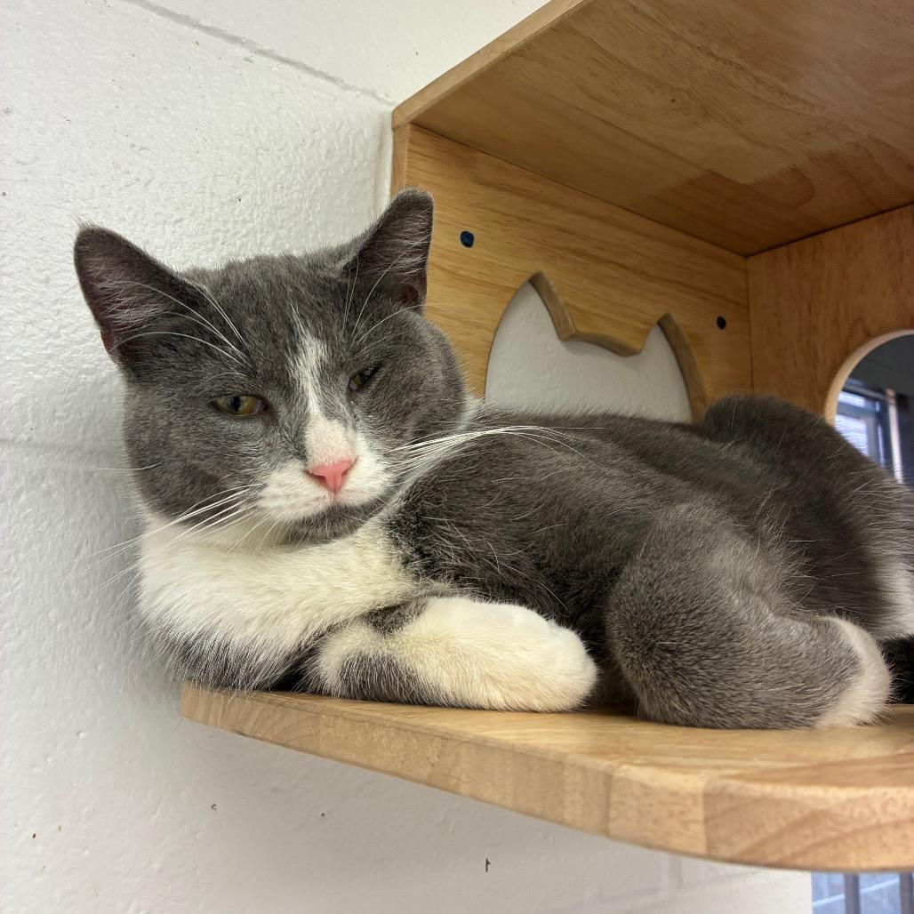 Enlarge Greg, a Adoptable Domestic Short Hair in Dayton, OH image 3/6