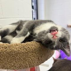 Enlarge Greg, a Adoptable Domestic Short Hair in Dayton, OH image 4/6
