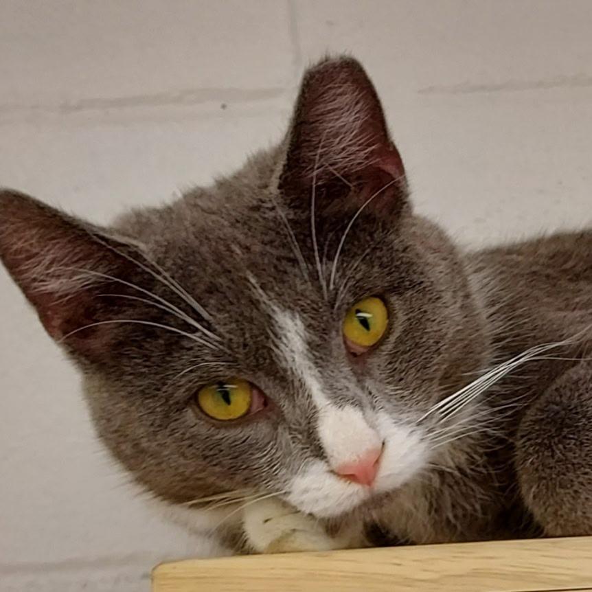 Enlarge Greg, a Adoptable Domestic Short Hair in Dayton, OH image 5/6