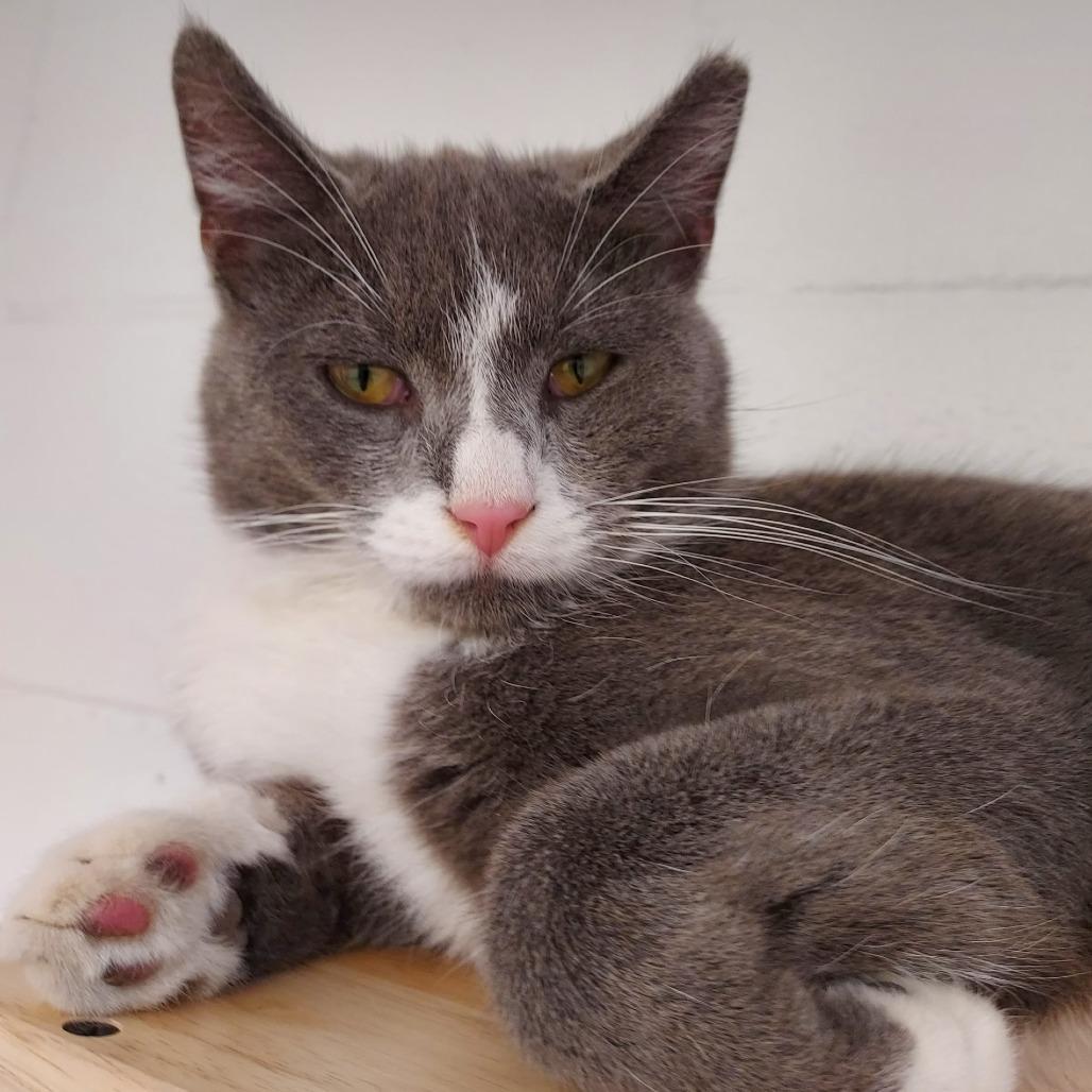 Enlarge Greg, a Adoptable Domestic Short Hair in Dayton, OH image 6/6