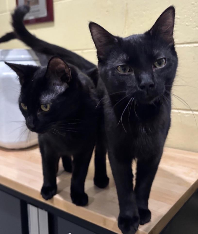 Onyx, an adoptable Domestic Short Hair in Kinnelon, NJ image 5/5