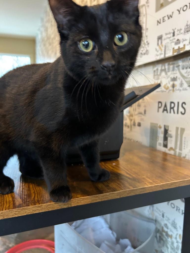 Onyx, ADOPTABLE, Young Male Domestic Short Hair.