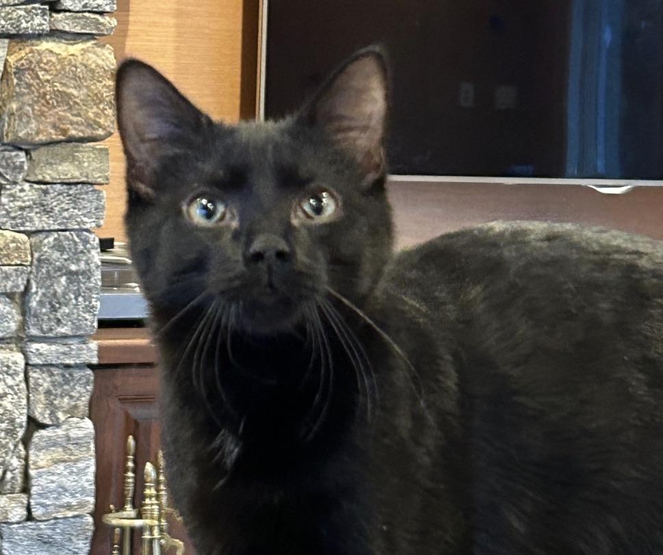 Onyx, adoptable, Young Male Domestic Short Hair.