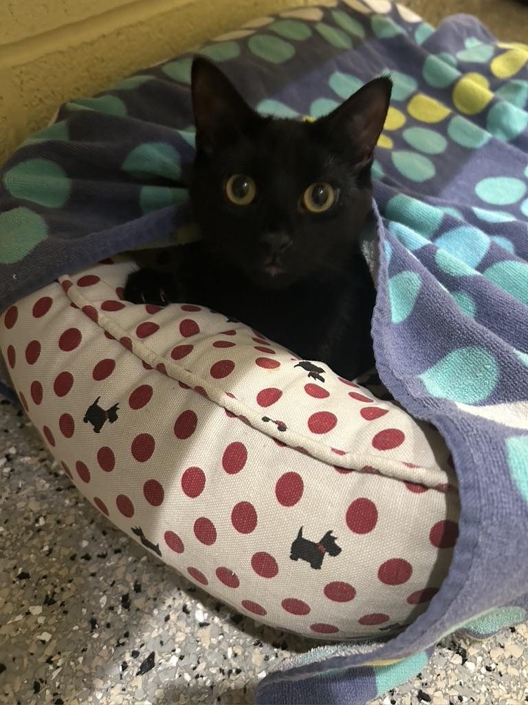 Onyx, an adoptable Domestic Short Hair in Kinnelon, NJ image 2/5