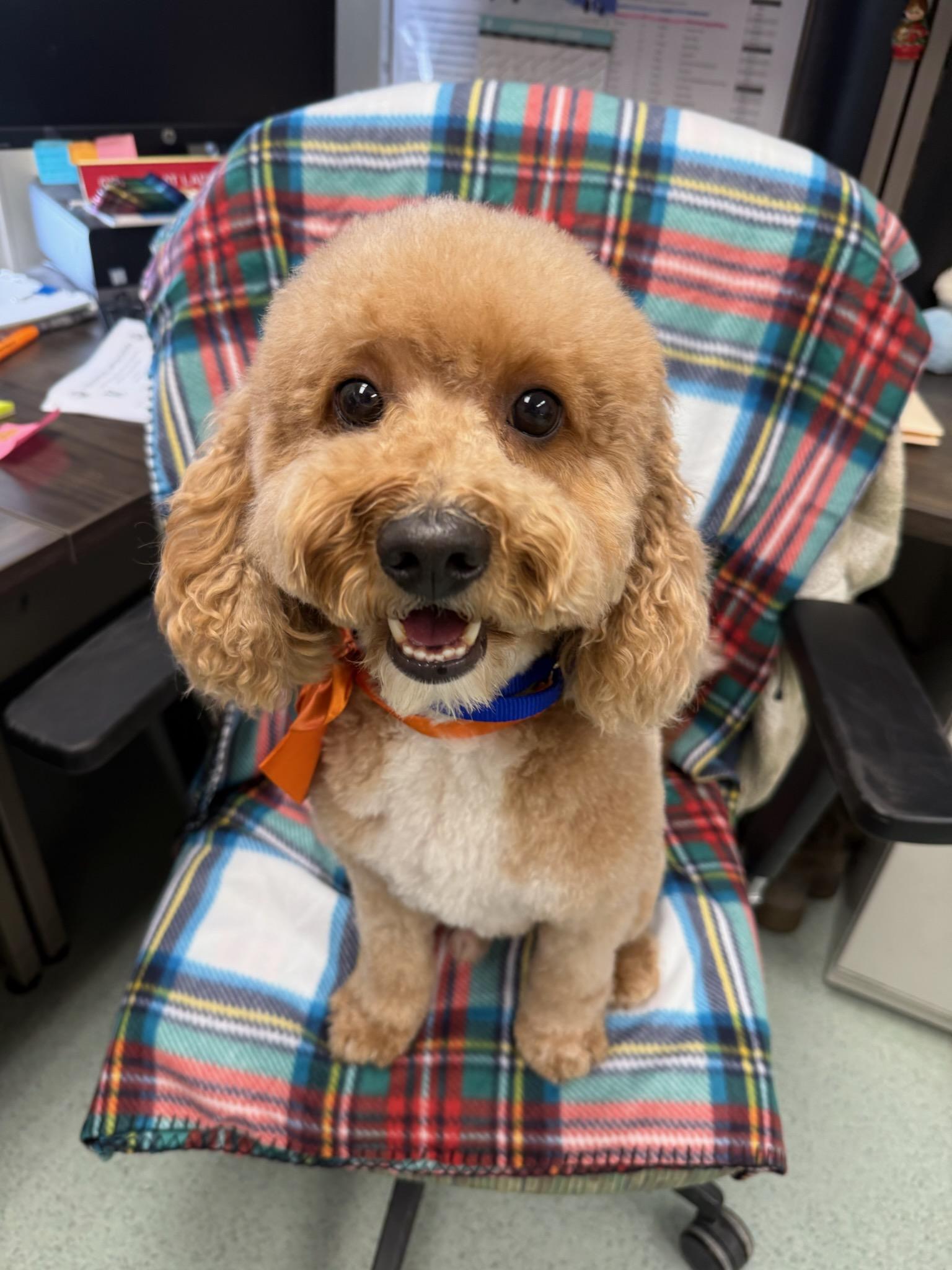 Snoopy, an adoptable mixed breed in Teterboro, NJ image 1/3