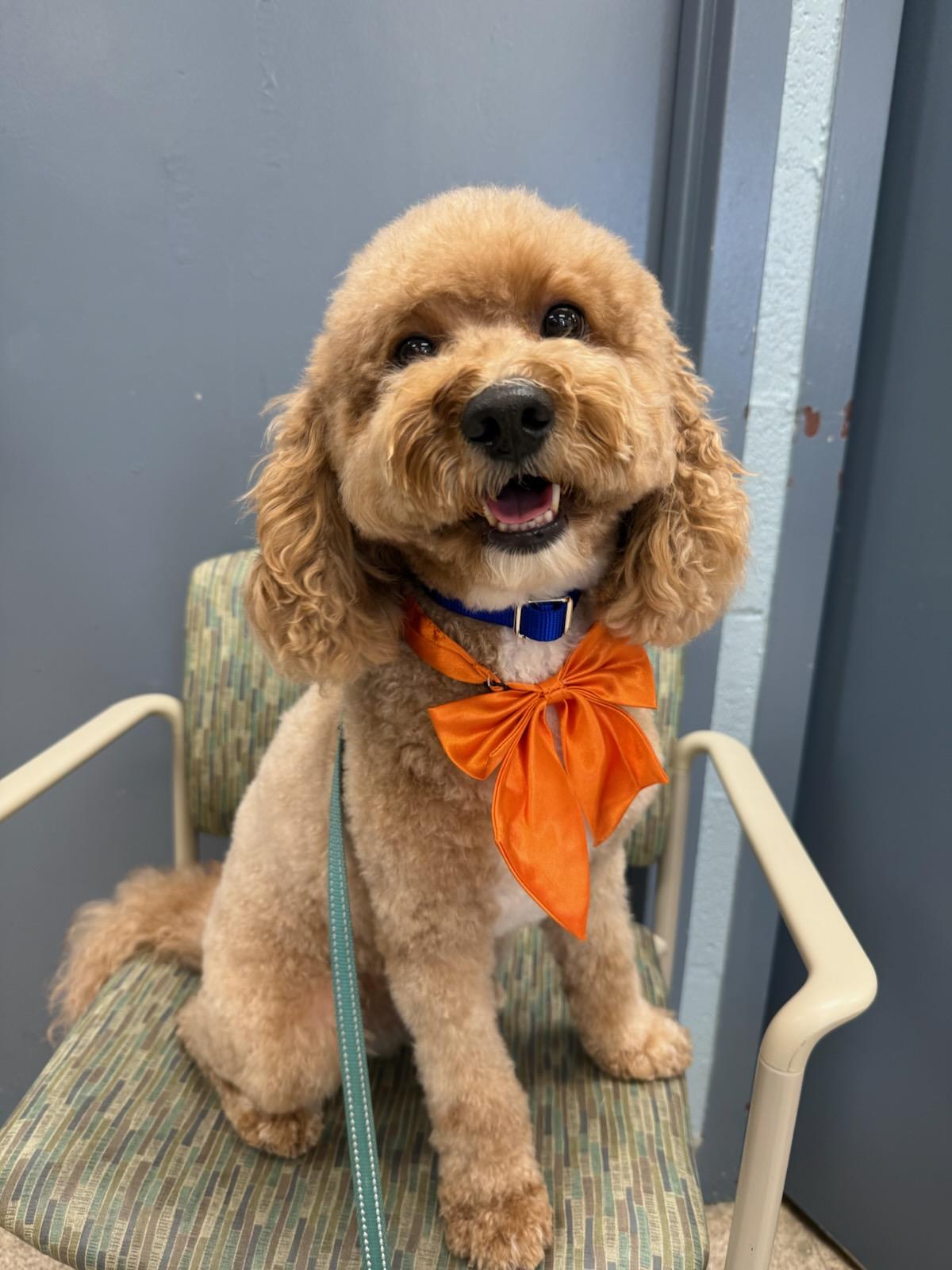 Snoopy, an adoptable mixed breed in Teterboro, NJ image 3/3