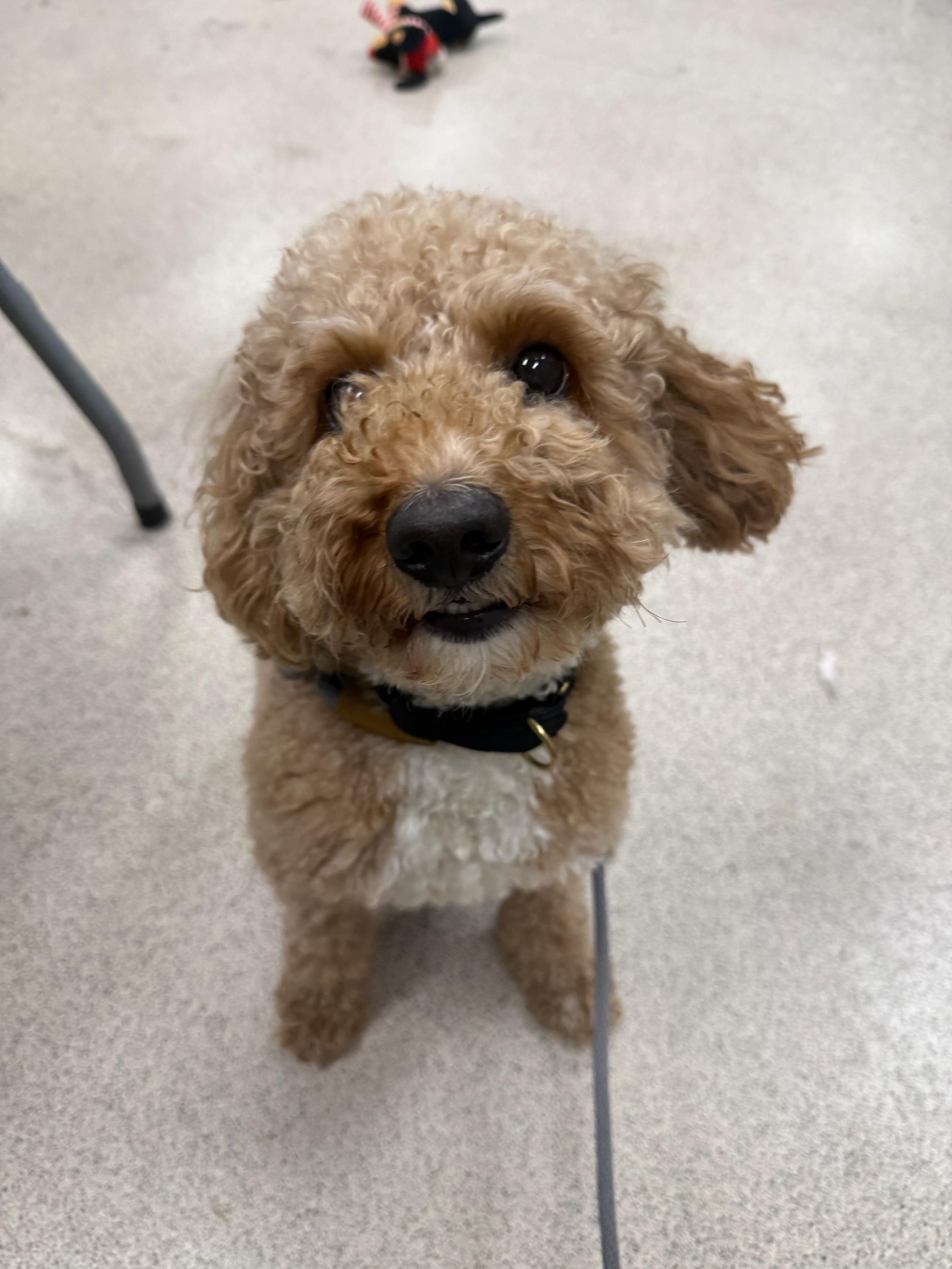 Snoopy, an adoptable mixed breed in Teterboro, NJ image 2/3