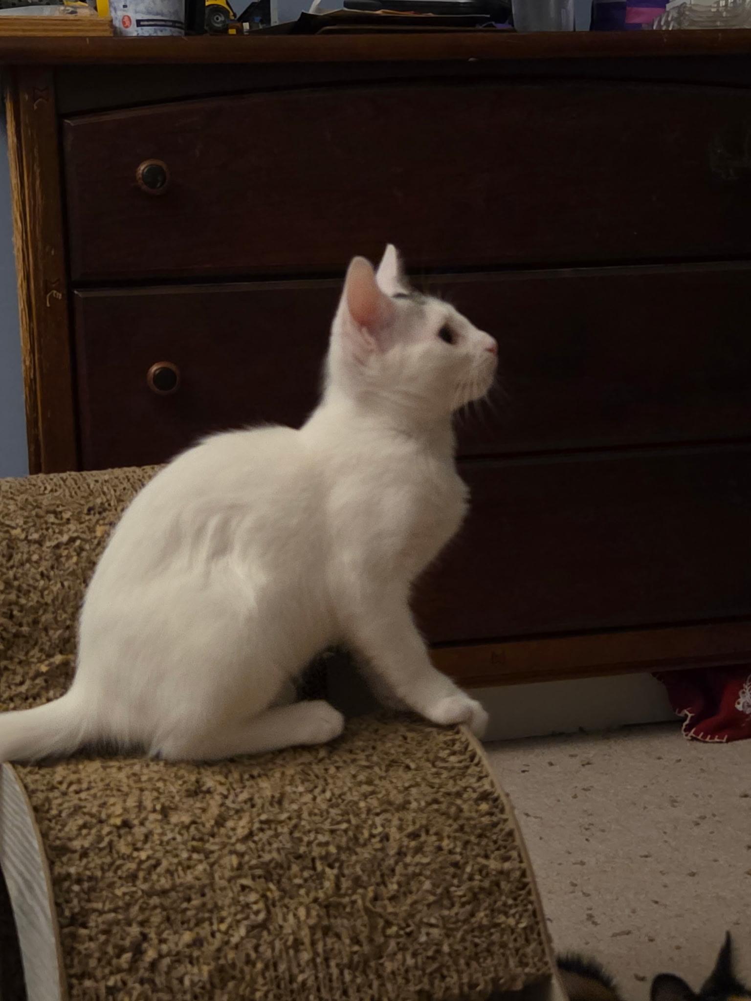 Enlarge Ghost, a Adoptable Domestic Short Hair in Burlington, NC image 3/3