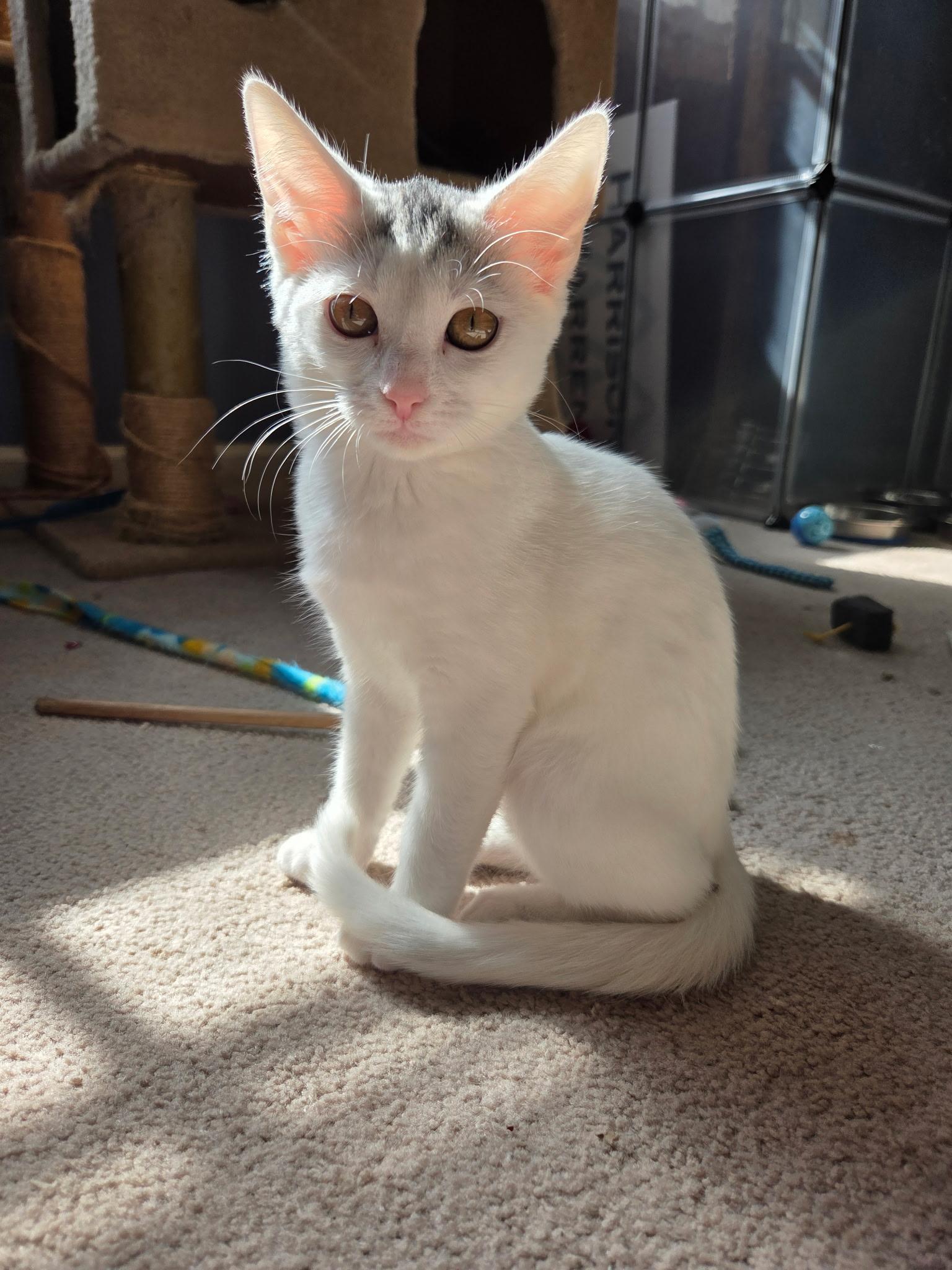 Enlarge Ghost, a Adoptable Domestic Short Hair in Burlington, NC image 2/3