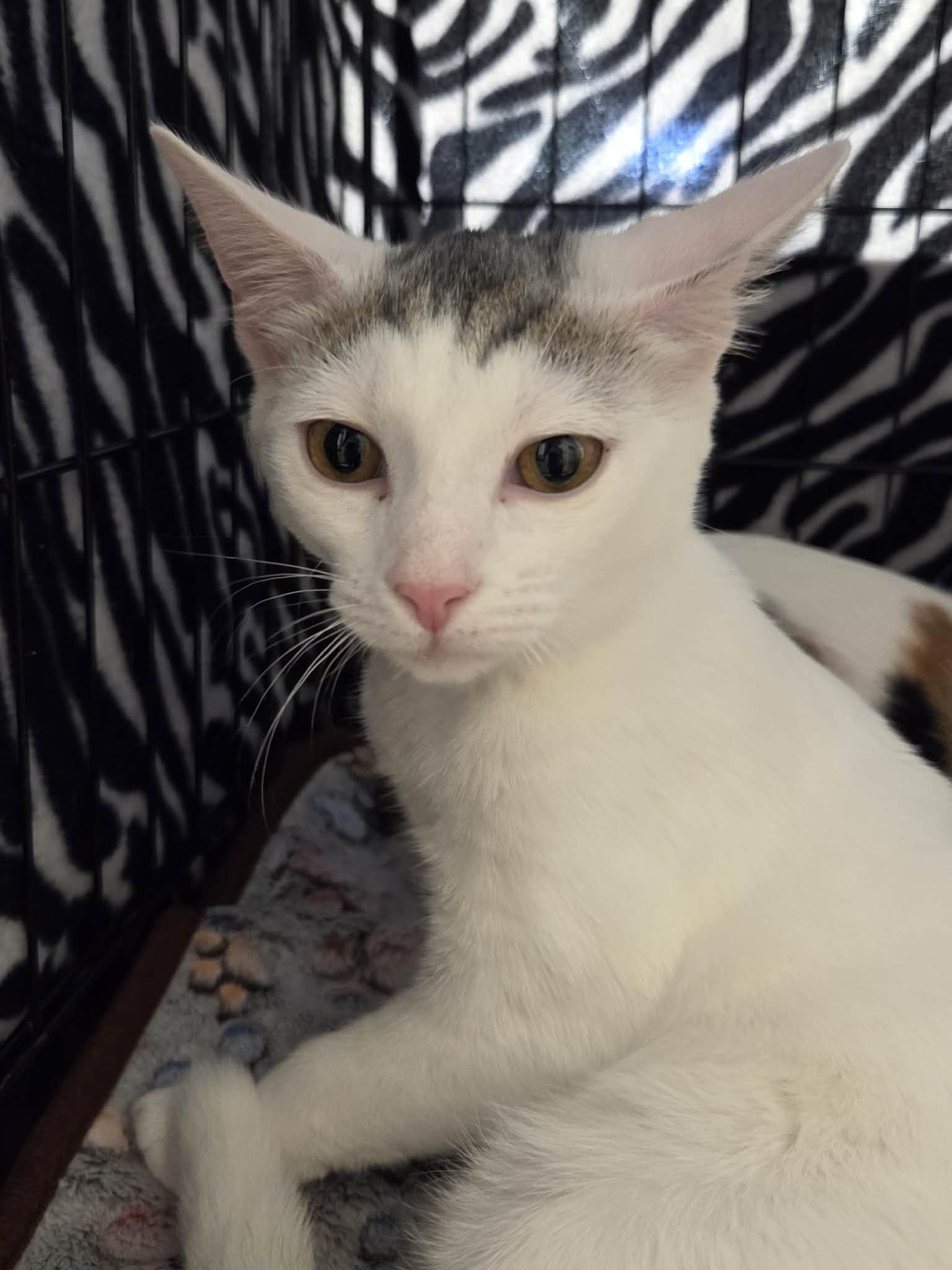 Enlarge Ghost, a Adoptable Domestic Short Hair in Burlington, NC image 1/3