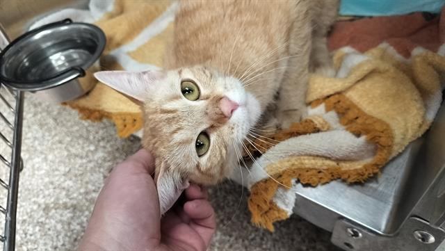 LILITH, Adoptable, Young Female Domestic Short Hair.