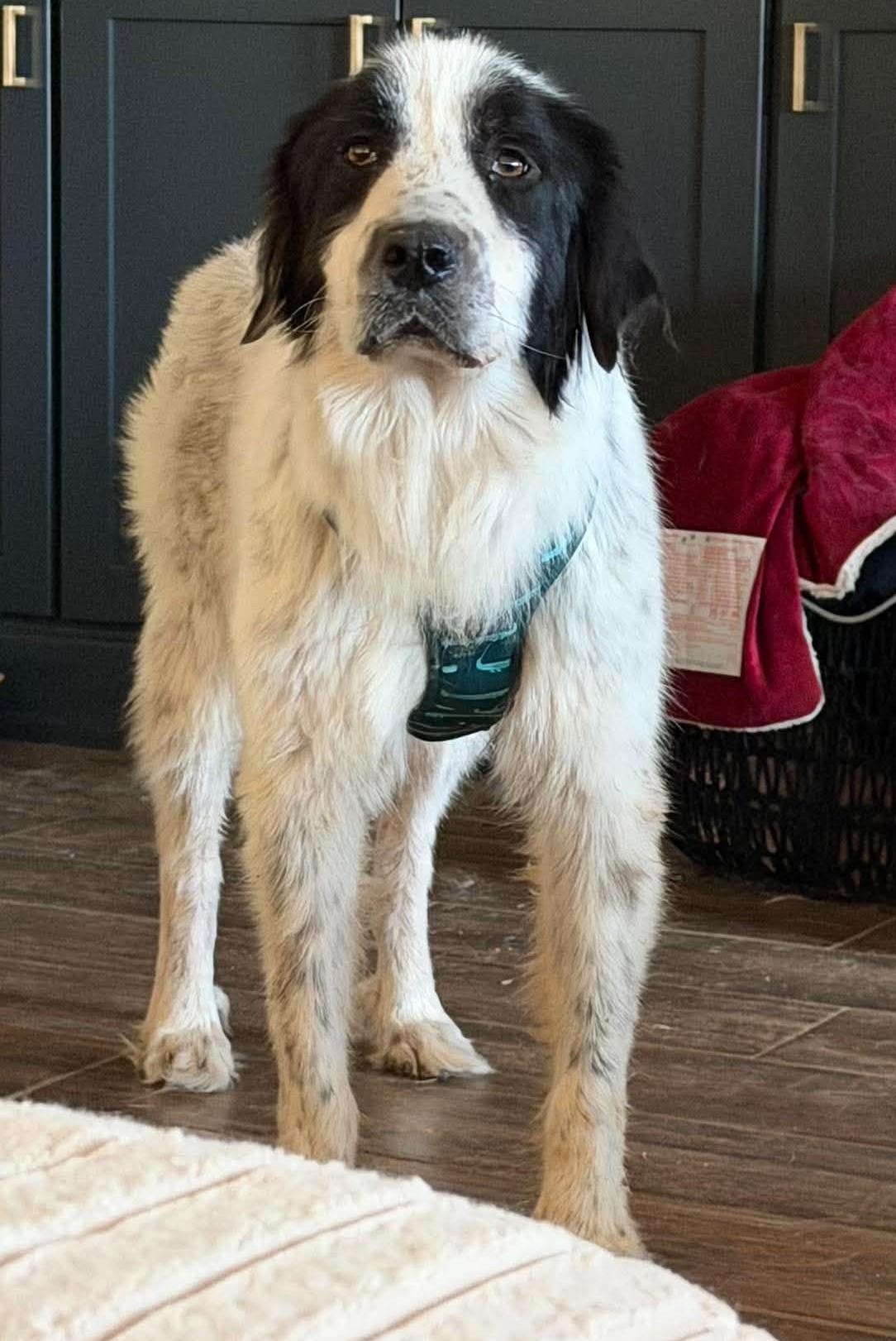 Nelly, Adoptable, Adult Female Great Pyrenees.