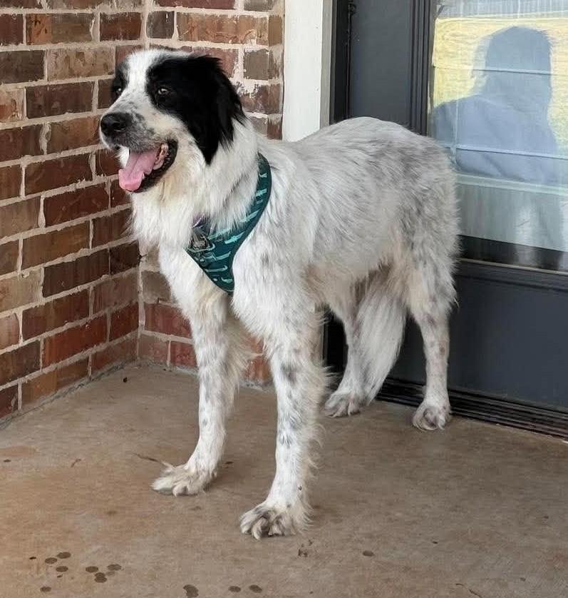 Enlarge Nelly, a Adoptable mixed breed in Oklahoma City, OK, OK image 2/6