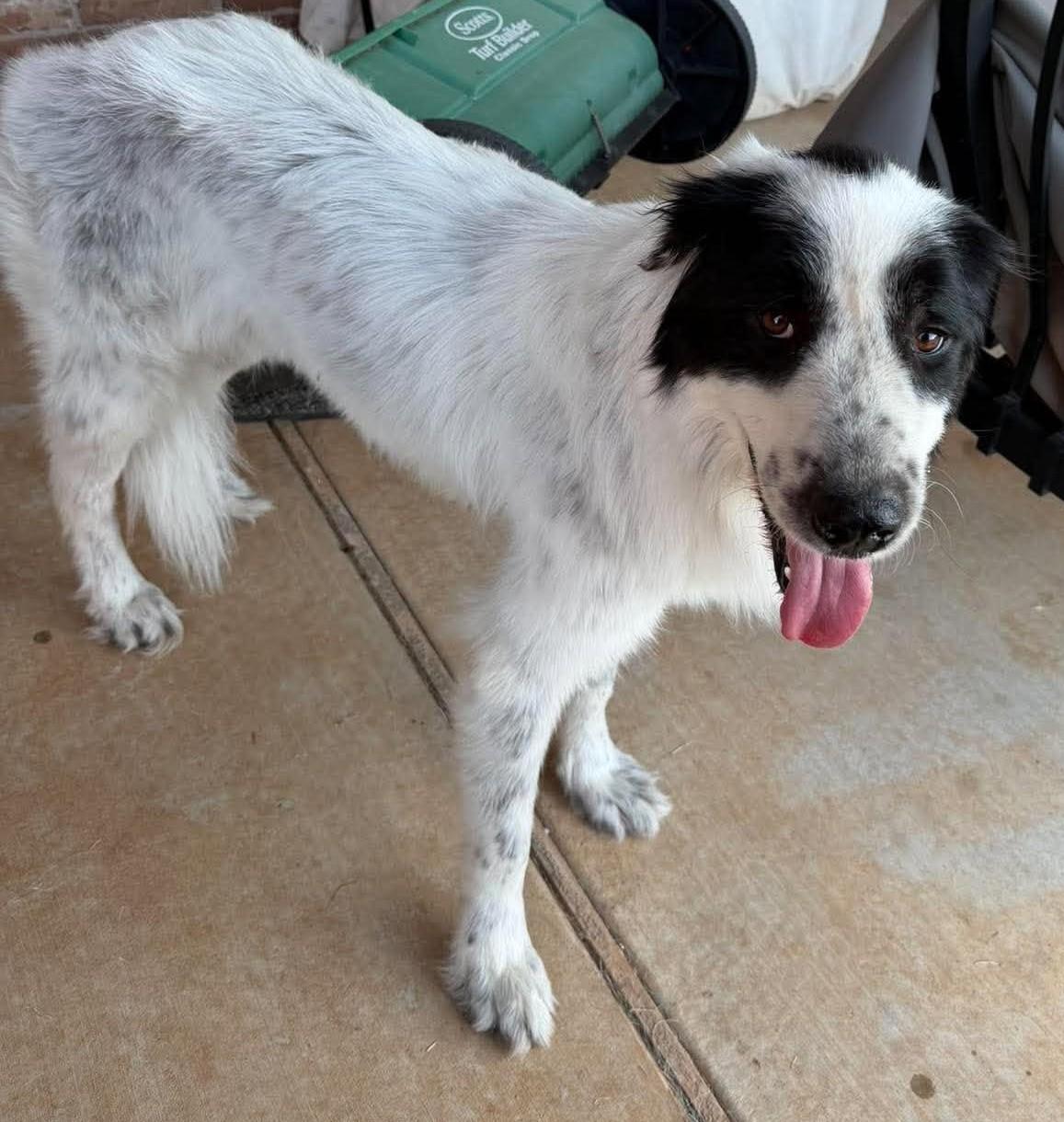 Enlarge Nelly, a Adoptable mixed breed in Oklahoma City, OK, OK image 6/6