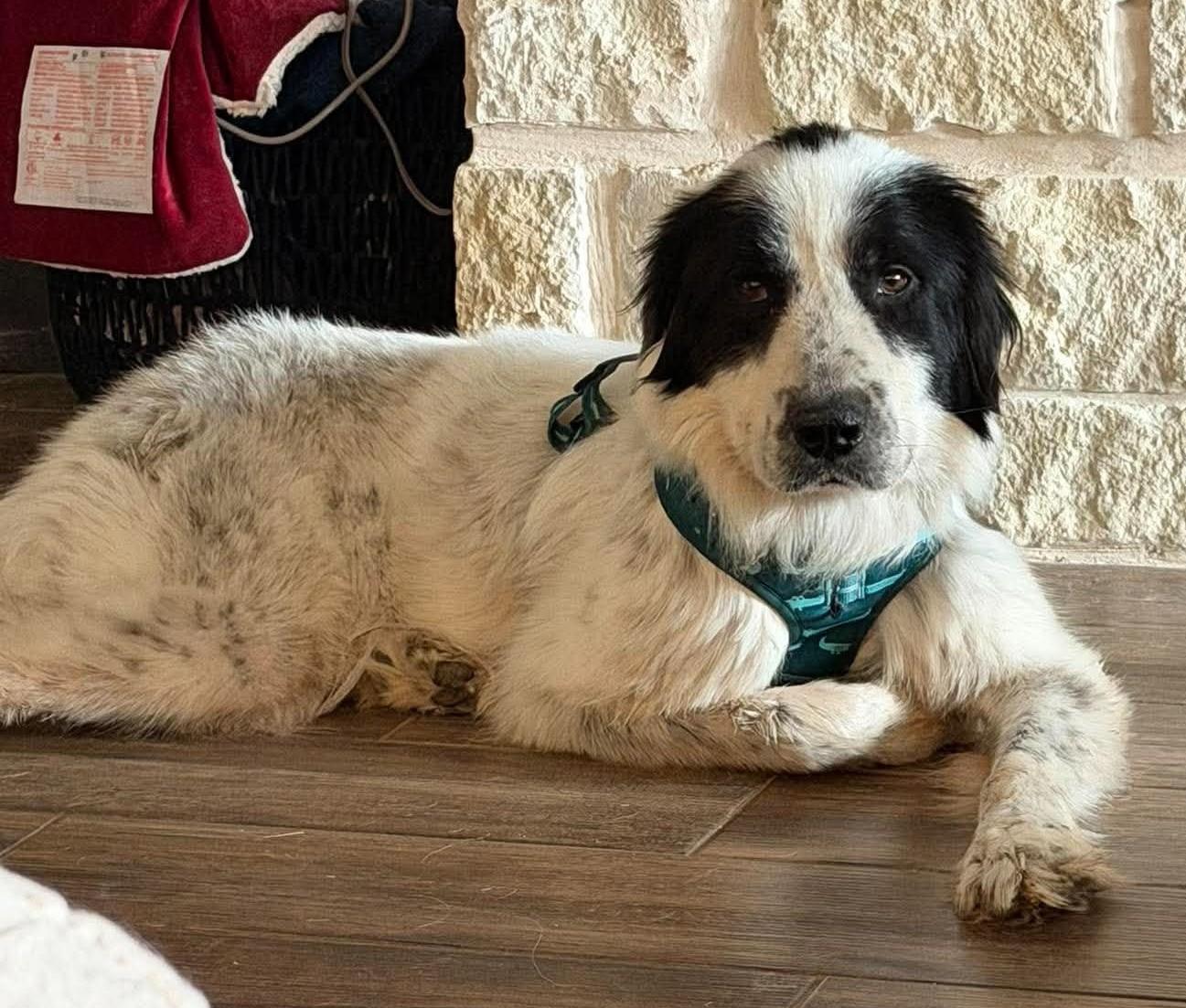 Enlarge Nelly, a Adoptable mixed breed in Oklahoma City, OK, OK image 3/6