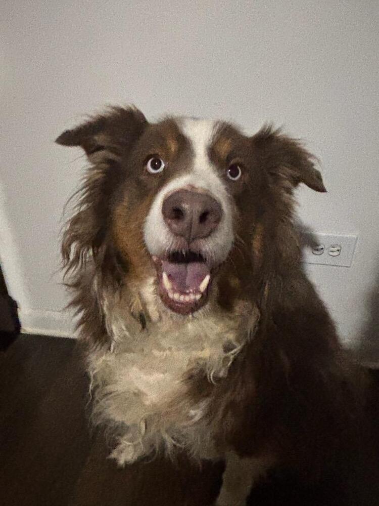 Enlarge Rocky, a Adoptable mixed breed in LA GRANGE PARK, IL image 2/2
