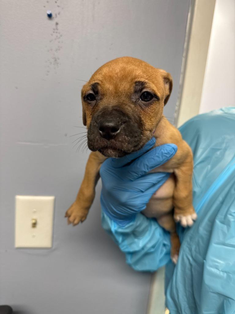 Lisa Turle, Adoptable, Puppy Female Pit Bull Terrier & Mixed Breed.