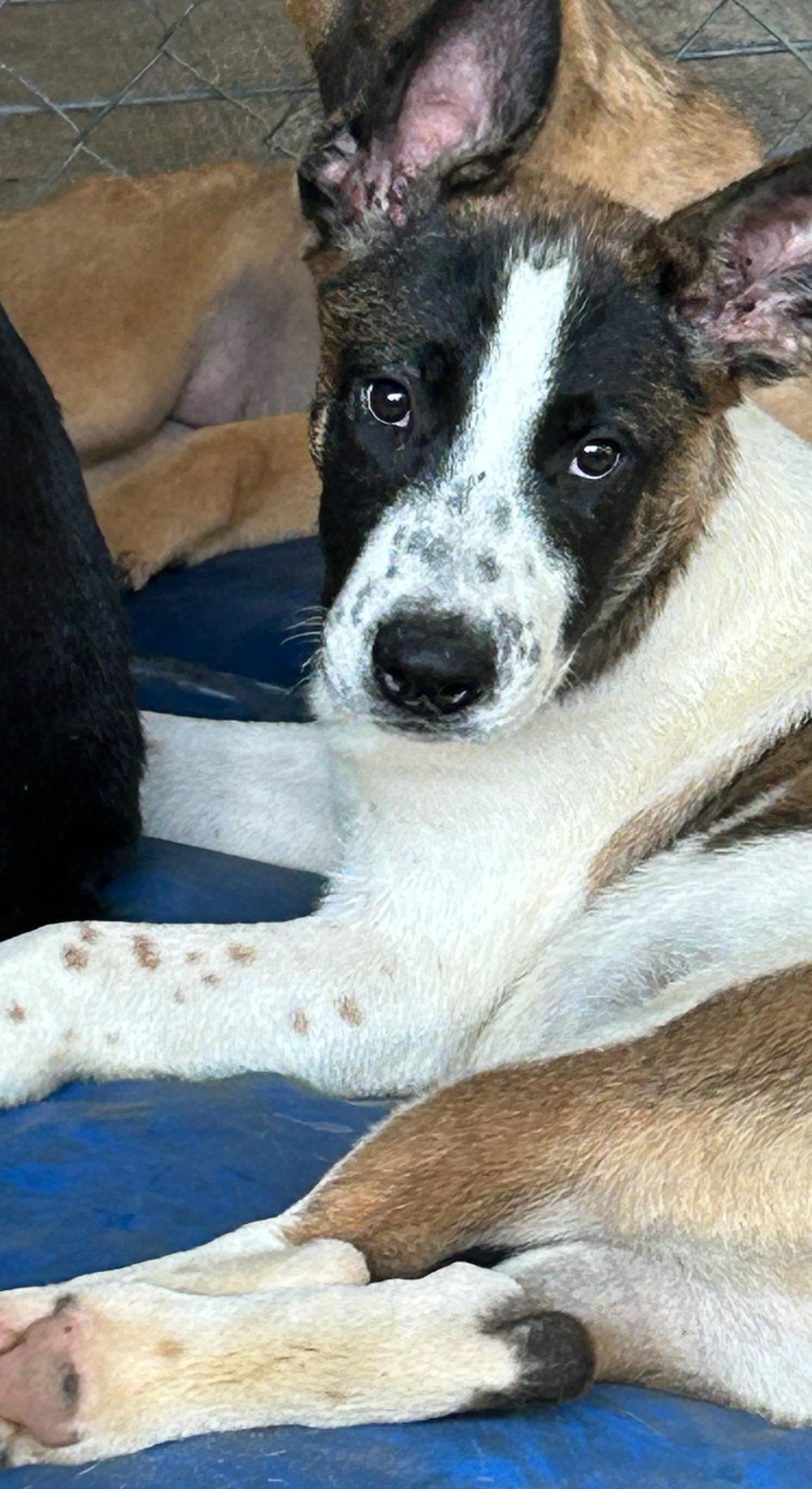 Camilia, Adoptable, Puppy Female Australian Cattle Dog / Blue Heeler.