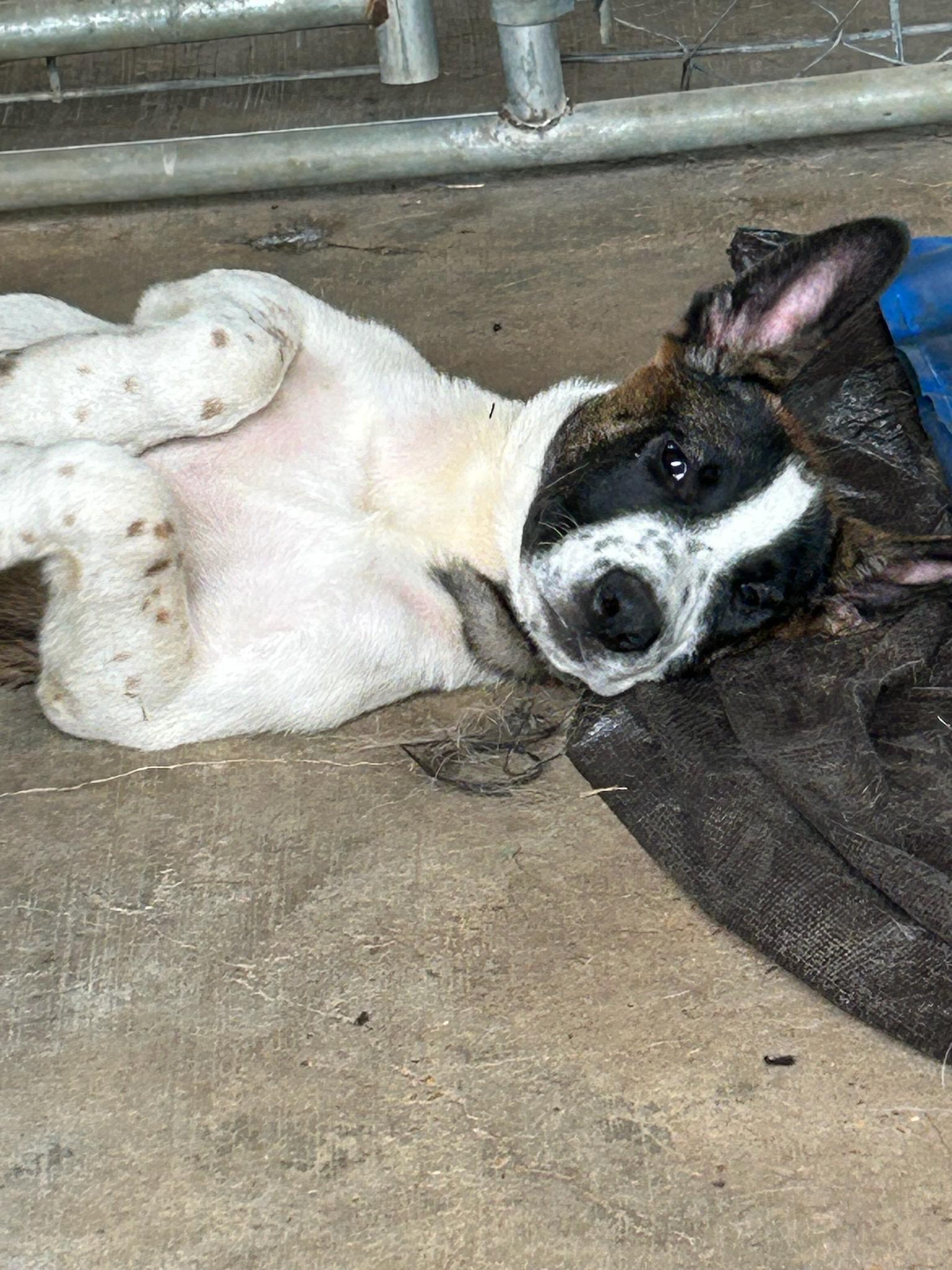 Camilia, a Adoptable mixed breed in Milford , CT image 2/3