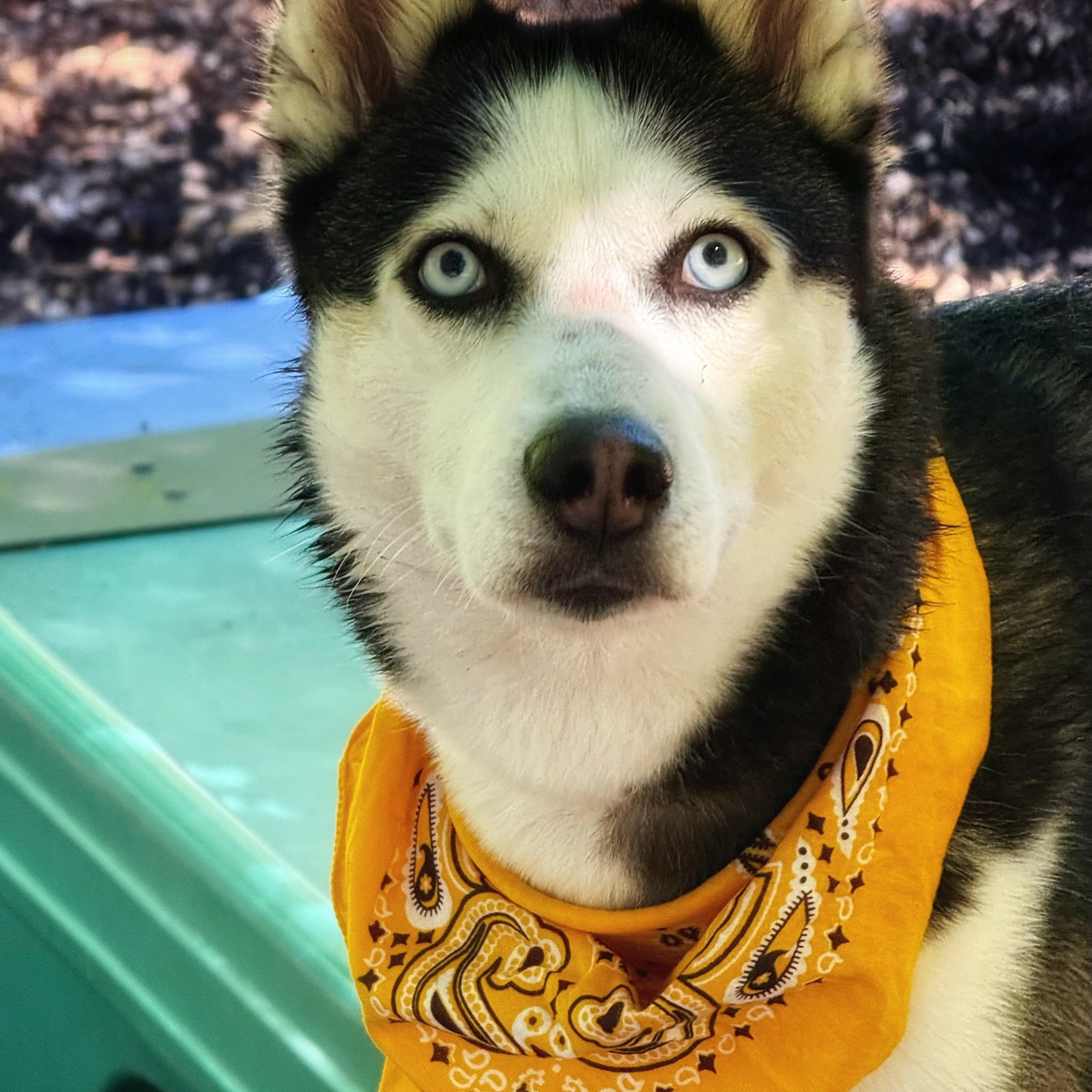 Spicy- #50795, ADOPTABLE, Adult Female Siberian Husky.