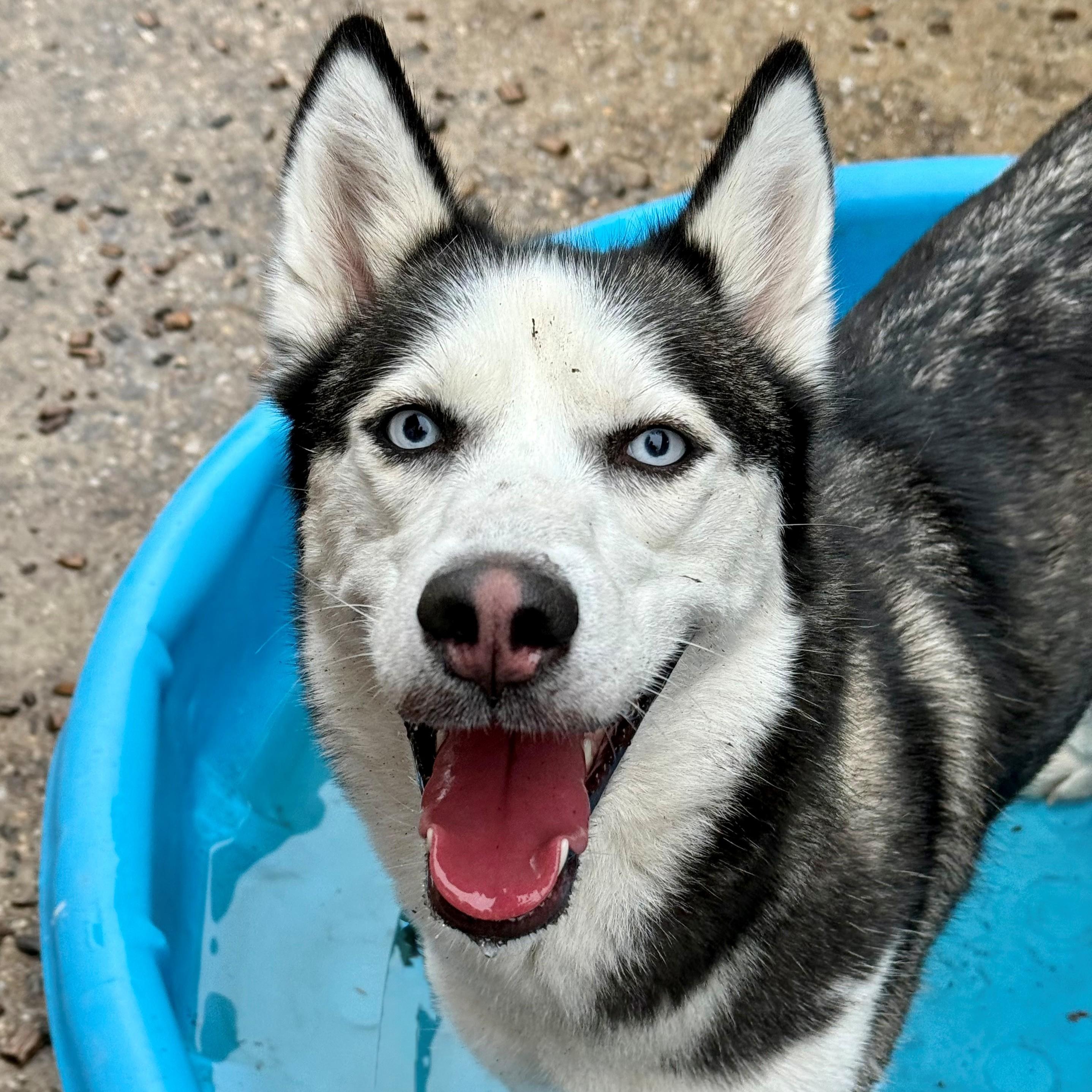 Enlarge Spicy- #50795, a ADOPTABLE Siberian Husky in Columbia, MD image 2/4