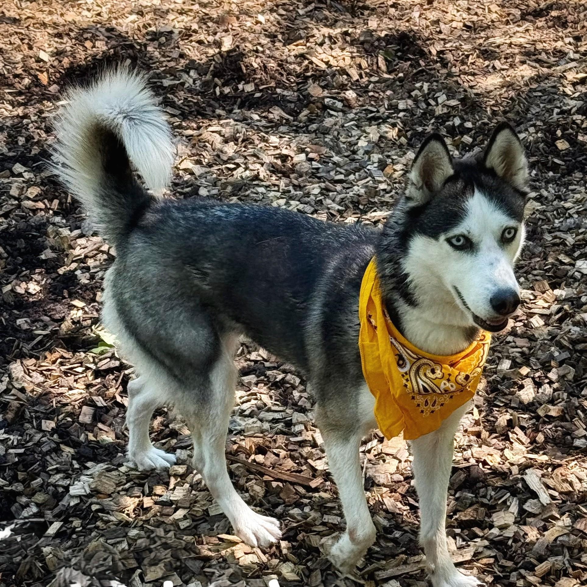 Spicy- #50795, a ADOPTABLE Siberian Husky in Columbia, MD image 3/6