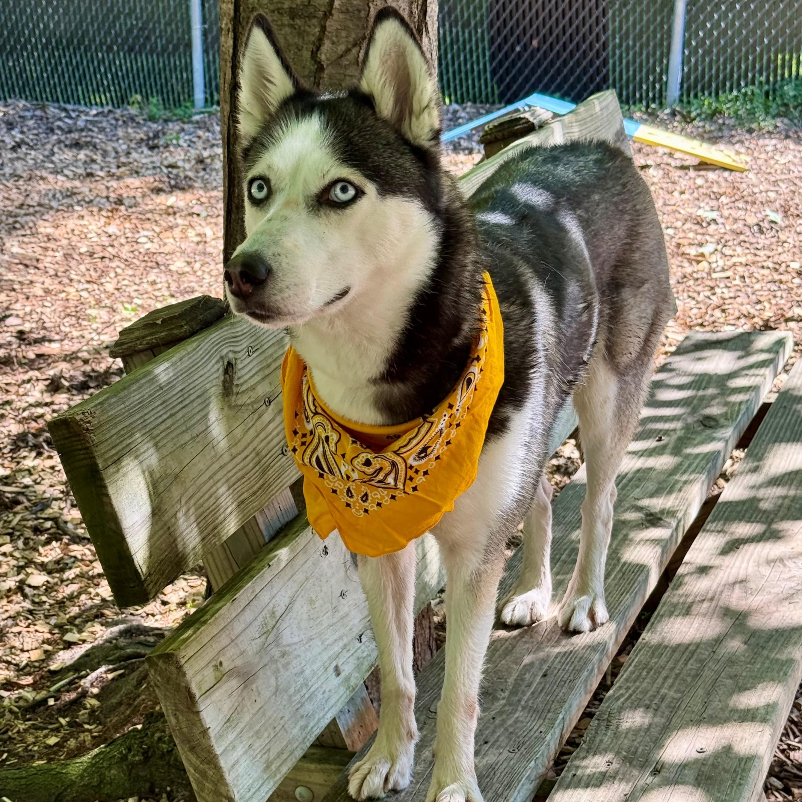 Spicy- #50795, a ADOPTABLE Siberian Husky in Columbia, MD image 5/6