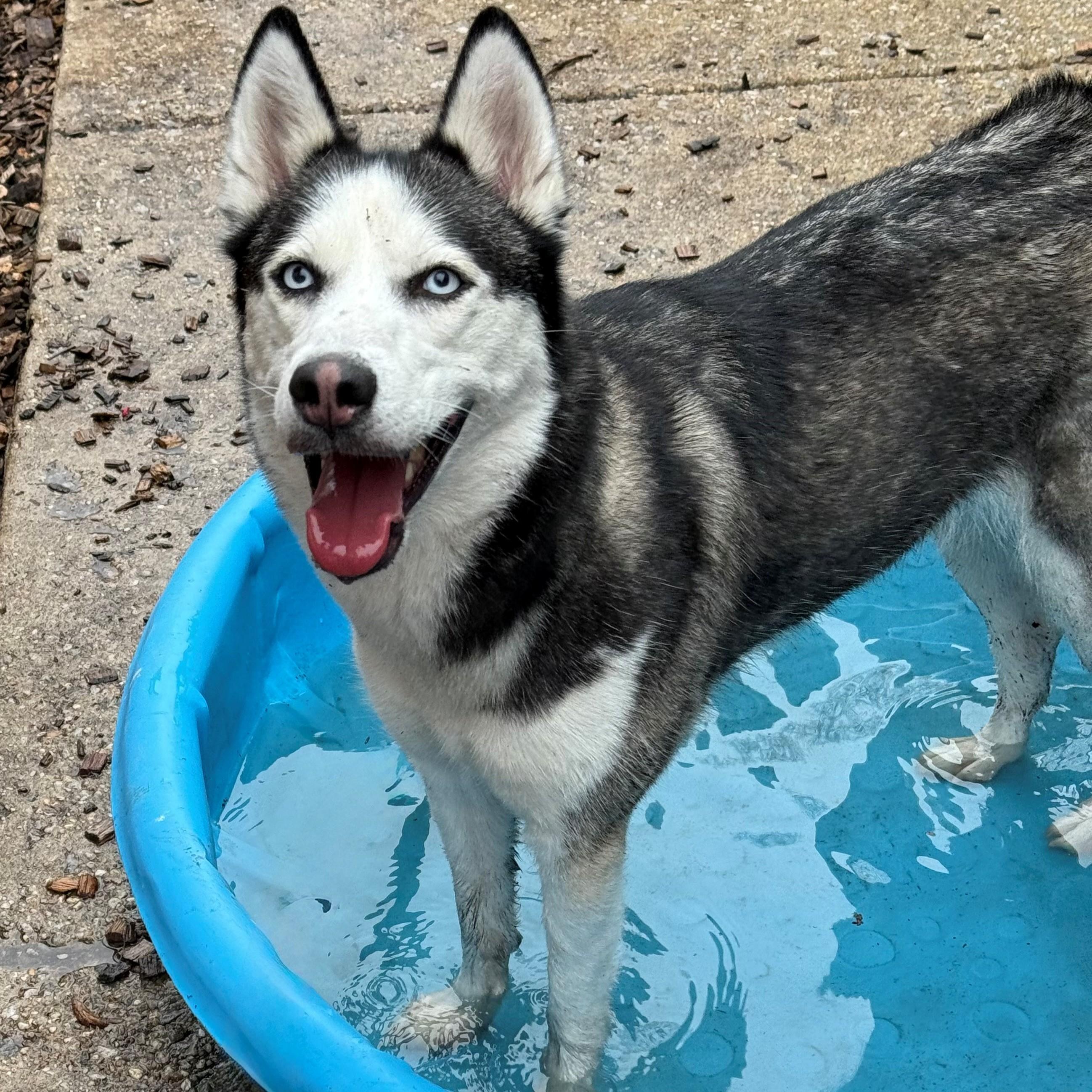 Spicy- #50795, ADOPTABLE, Adult Female Siberian Husky.