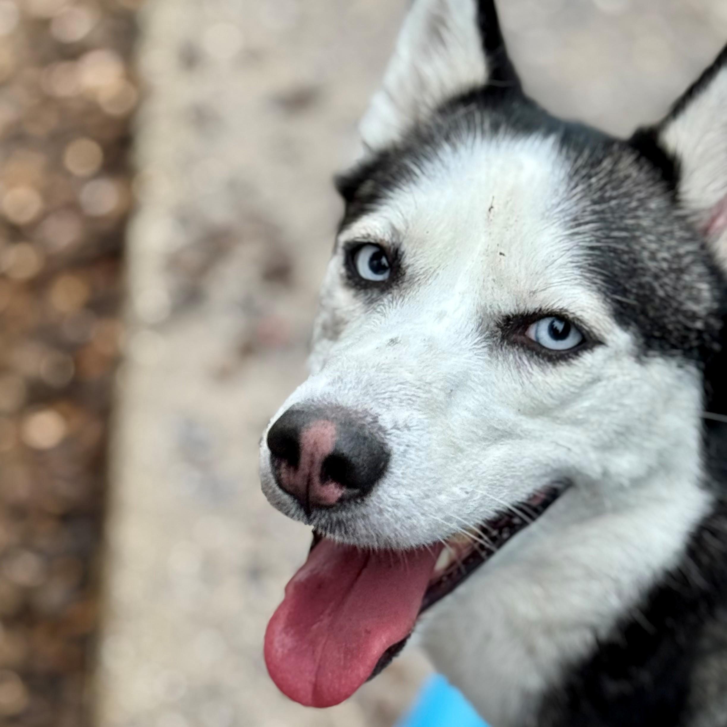 Enlarge Spicy- #50795, a ADOPTABLE Siberian Husky in Columbia, MD image 3/4
