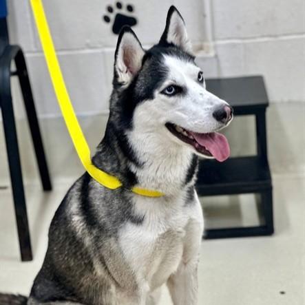 Enlarge Spicy- #50795, a ADOPTABLE Siberian Husky in Columbia, MD image 4/4