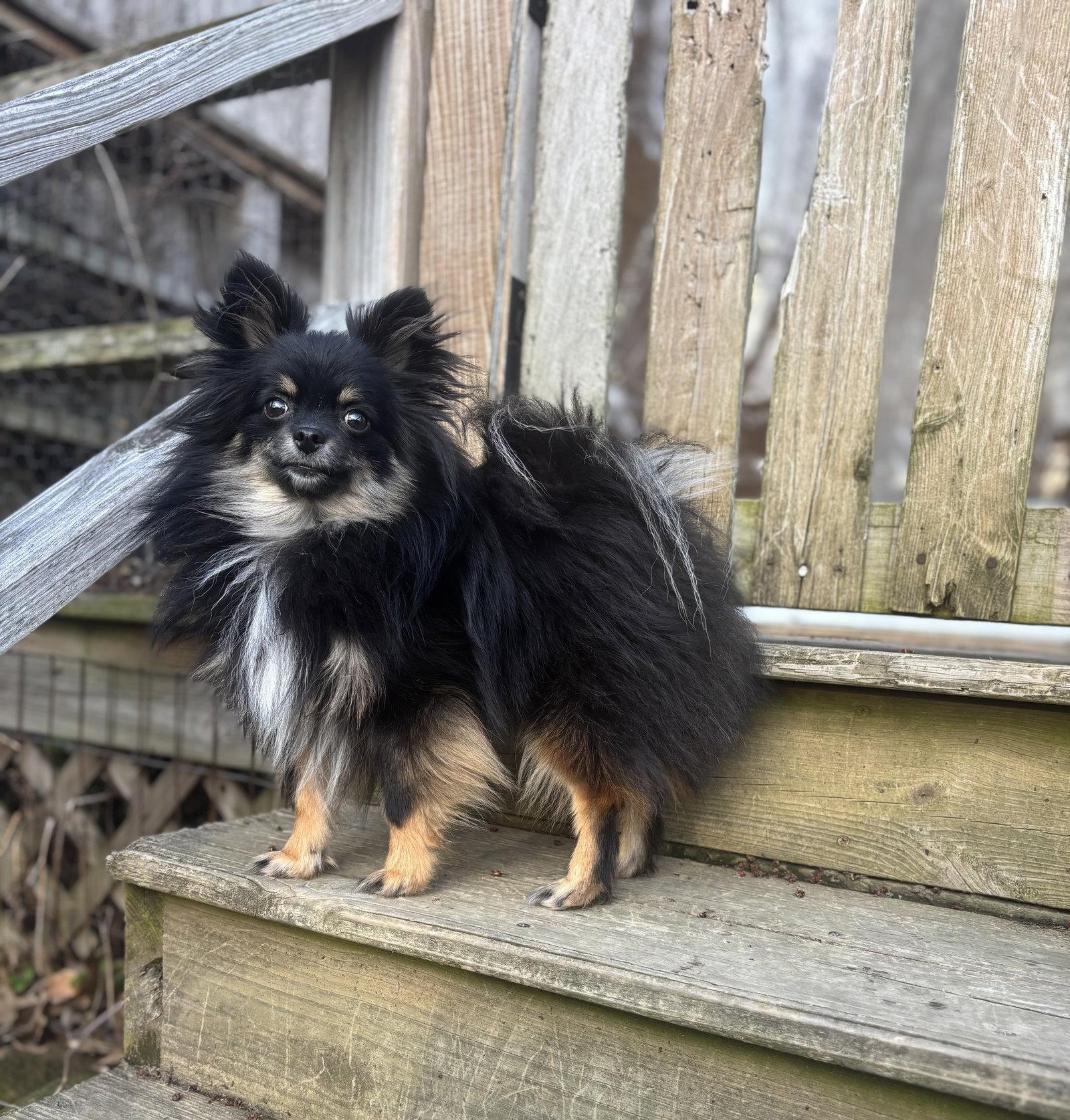 Chica, Adopted, Young Female Pomeranian.