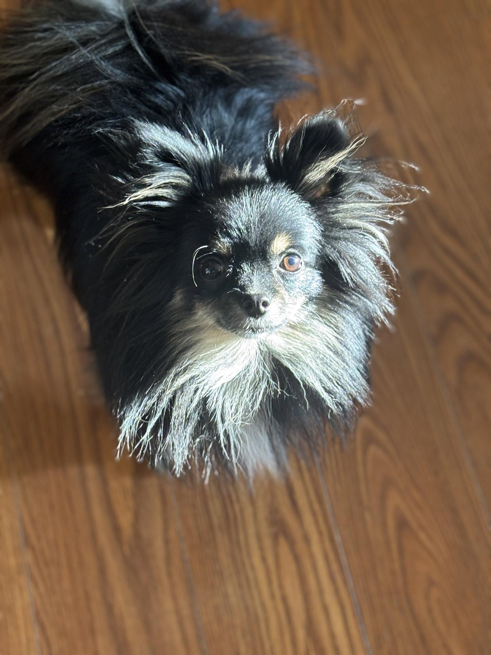 Chica, a Adopted Pomeranian in Powell, OH image 2/3