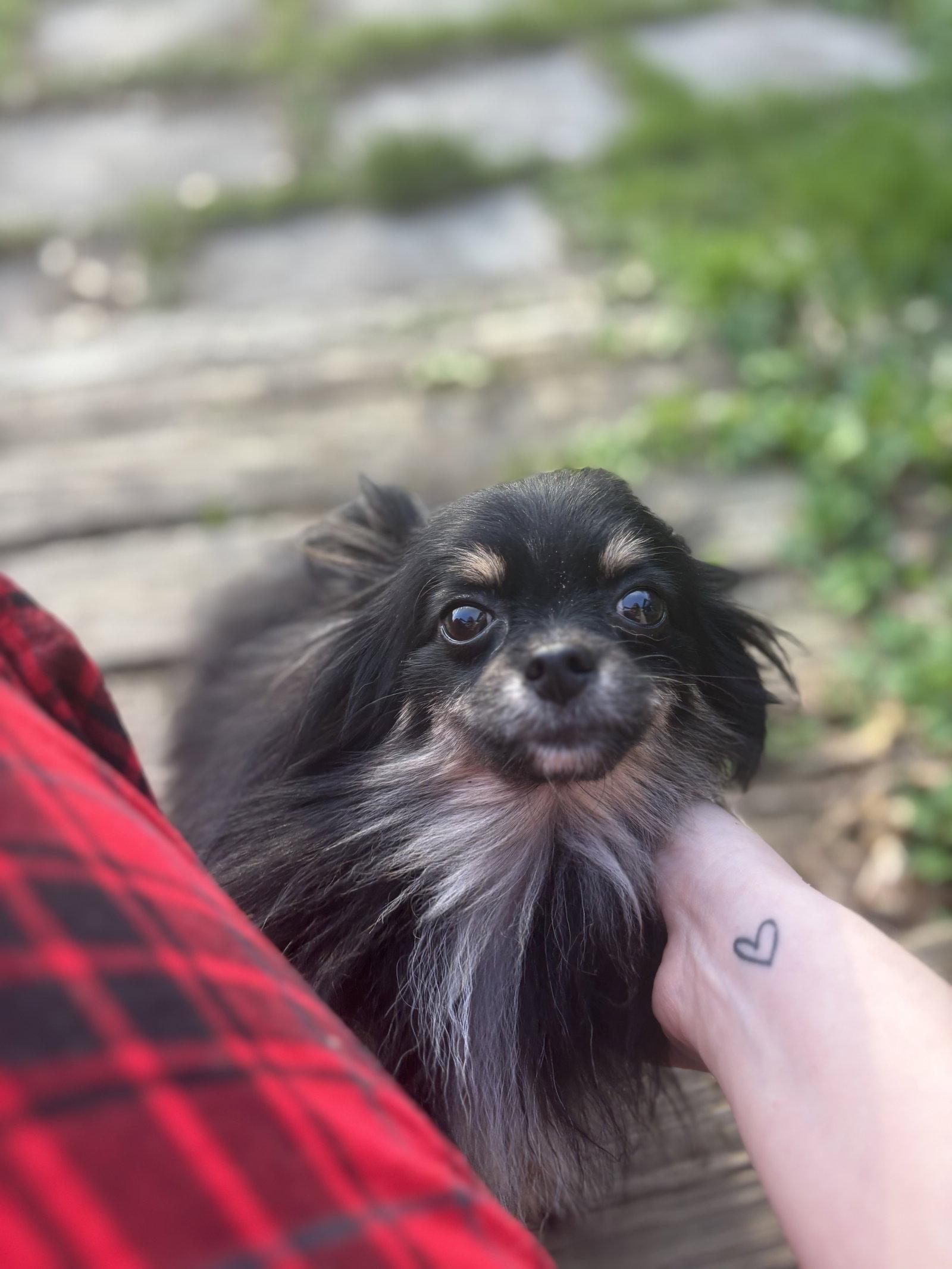 Chica, a Adopted Pomeranian in Powell, OH image 3/3