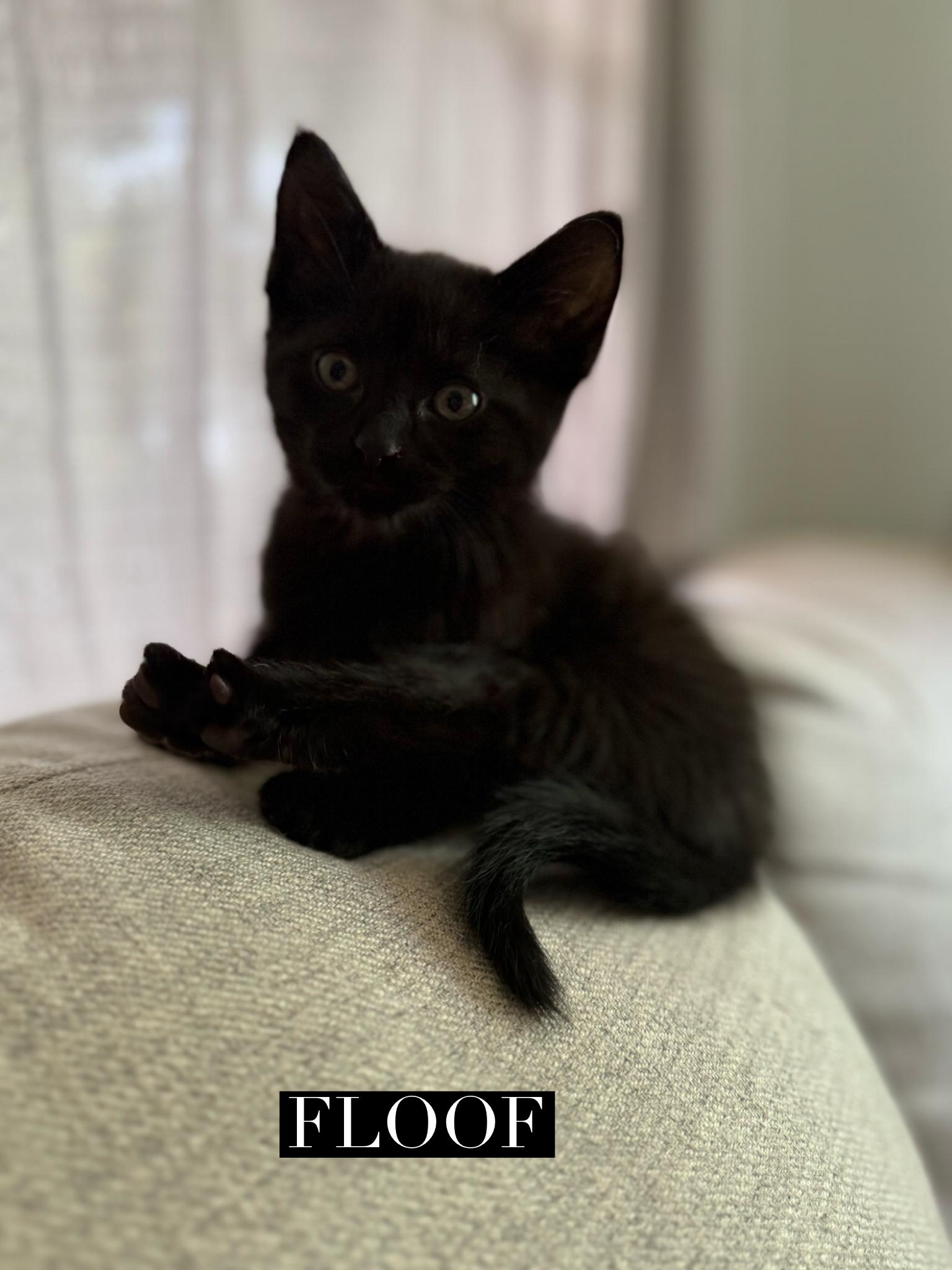 Floof, Baby Male Domestic Short Hair