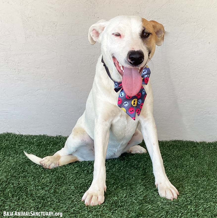 Enlarge Pinta, a Adoptable American Staffordshire Terrier in San Diego, CA image 2/3