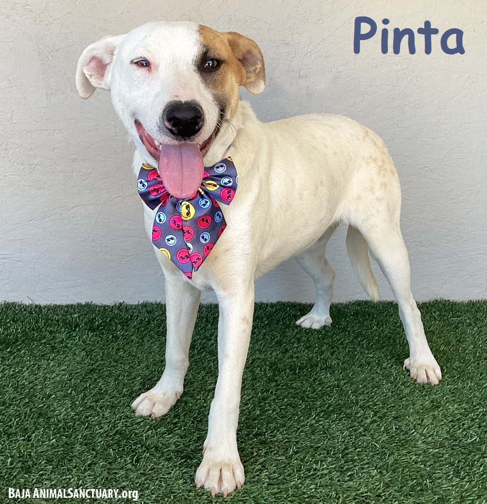 Pinta, Adoptable, Young Female American Staffordshire Terrier.