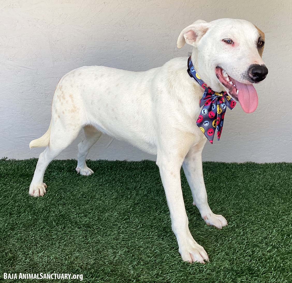 Enlarge Pinta, a Adoptable American Staffordshire Terrier in San Diego, CA image 3/3