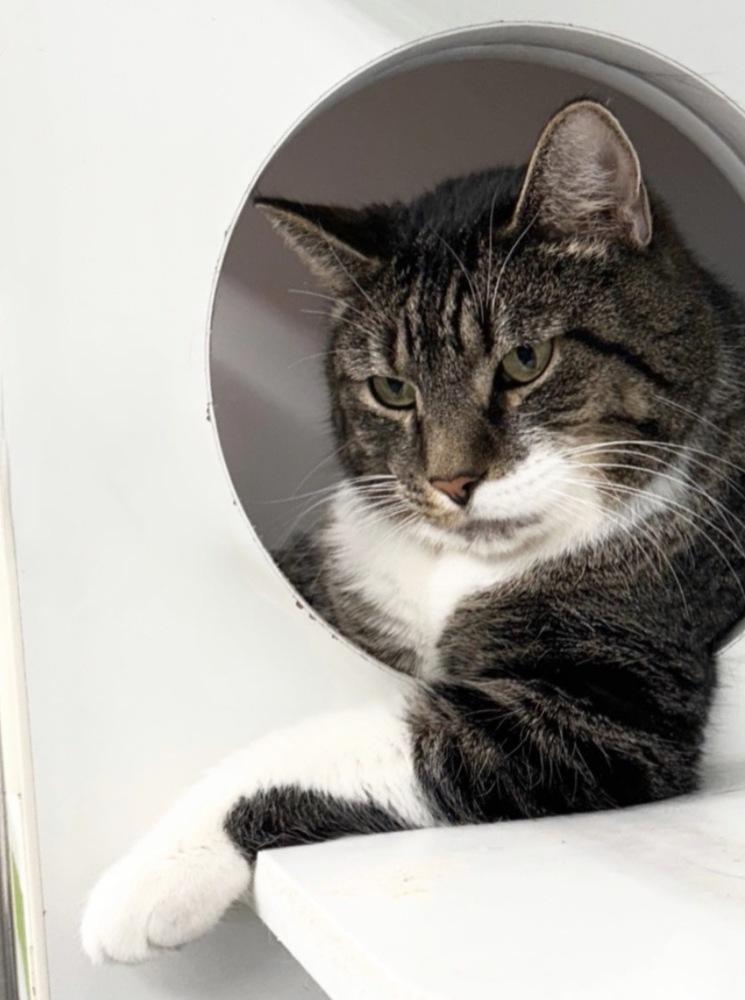 Timmy ~ $0 Adoption Fee!, a Adoptable Domestic Short Hair in Rochester, IN image 1/2