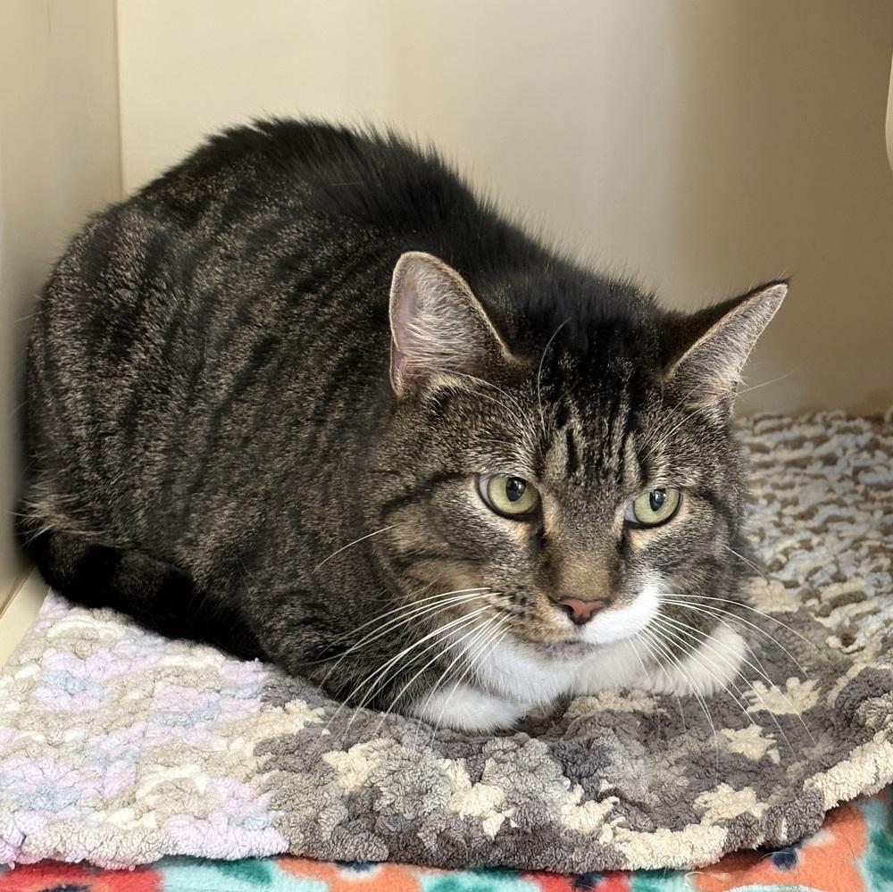 Enlarge Timmy, a Adoptable Domestic Short Hair in Rochester, IN image 1/1