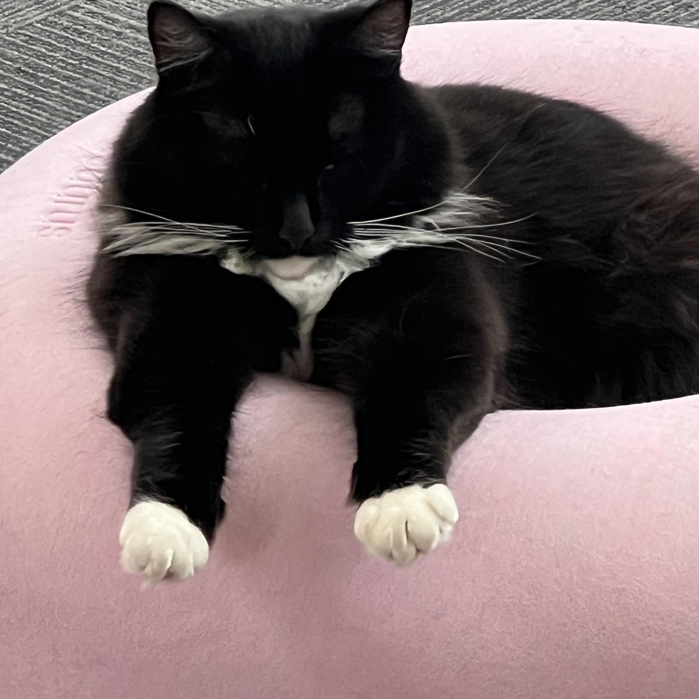 Mr Tibbs